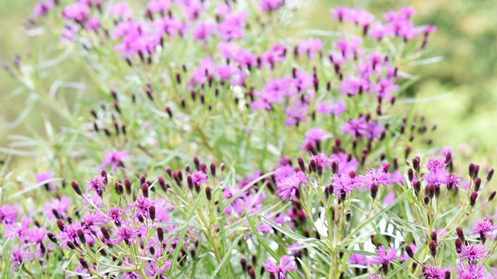 T. Delabroye T. Delabroye